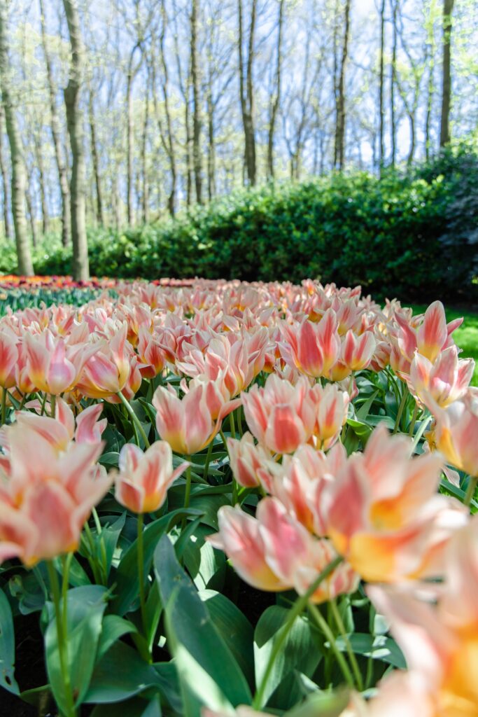 Tulips, Keukenhof Amsterdam Netherlands