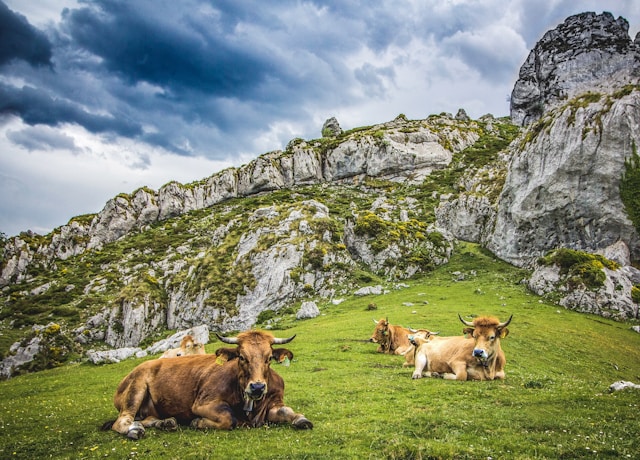 Picos de Europa